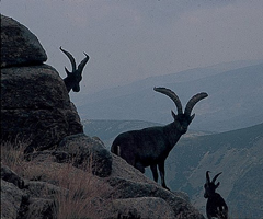 Subasta de machos de cabra montés en Gredos suma más de 200.000 euros